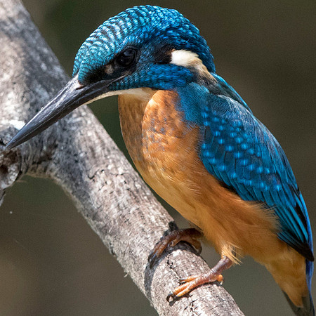 Common kingfisher (Alcedo atthis)