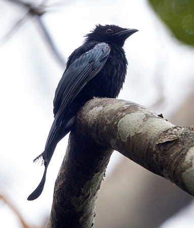 1Y1A2890-sulaw drongo
