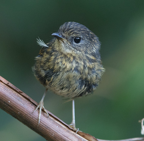 9V3A7554-snow browed flycatcher-juv