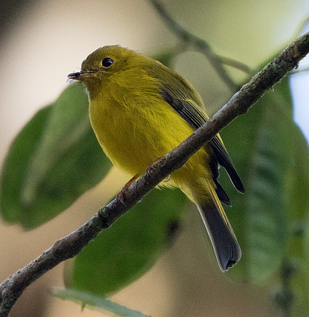 9V3A7568-citrine canary-flycatcher