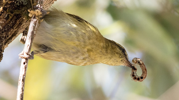 9V3A7592-Sulawesi Leaf warbler
