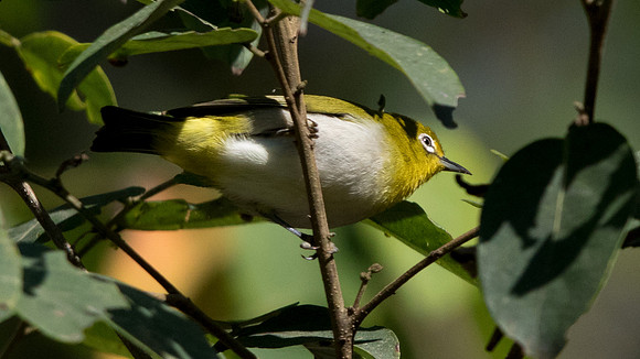 9V3A7621-mountain whiteeye