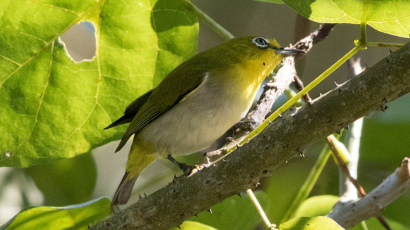 9V3A7698-mountain whiteeye
