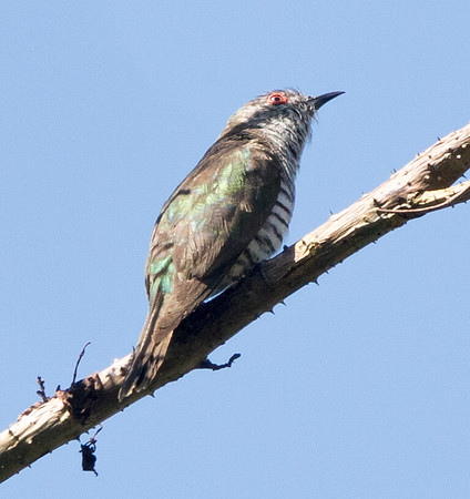 9V3A7772-little bronze cuckcoo
