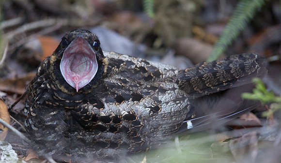 Satanic nightjar (Eurostopodus diabolicus)