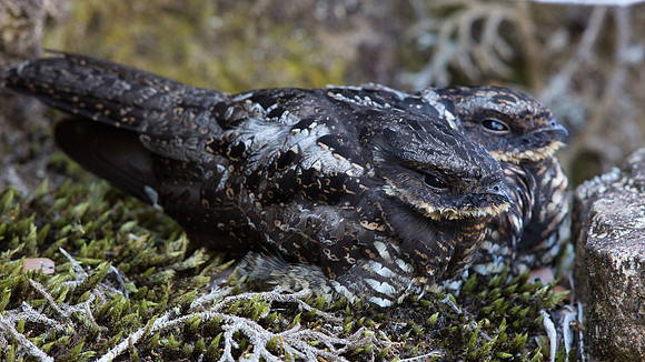 Satanic nightjar (Eurostopodus diabolicus)