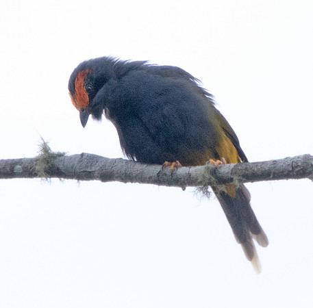 9V3A6798