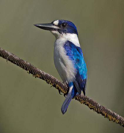 Blue-and-white kingfisher (Todiramphus diops)