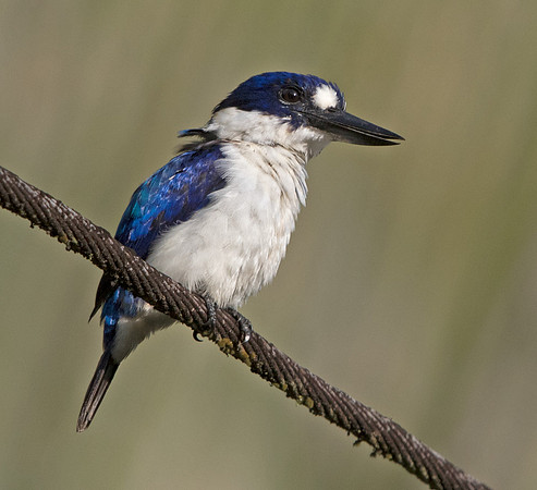 Blue-and-white kingfisher (Todiramphus diops)