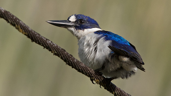 Blue-and-white kingfisher (Todiramphus diops) Male