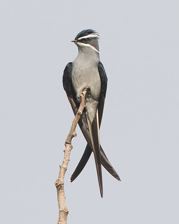 Moustached treeswift (Hemiprocne mystacea)