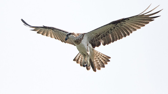 Western osprey (Pandion haliaetus)
