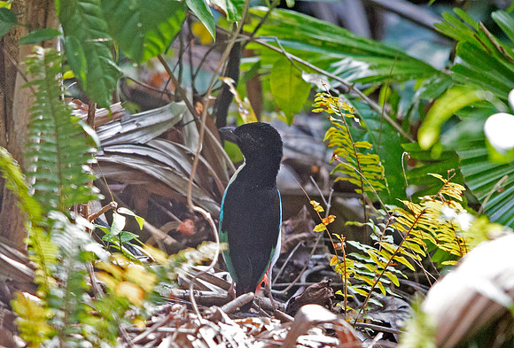 Ivory-breasted pitta (Pitta maxima)
