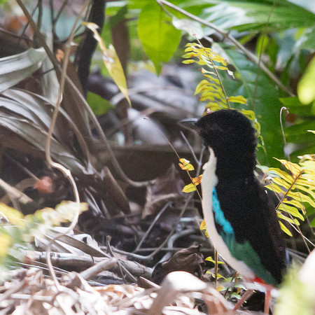 Ivory-breasted pitta (Pitta maxima)
