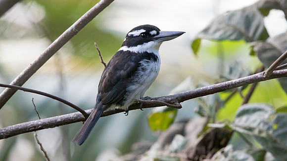 Sombre kingfisher (Todiramphus funebris)