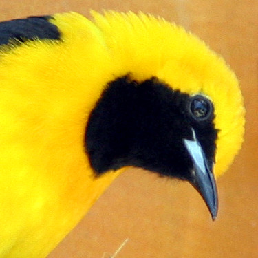 Hooded Oriole (Icterus cucullatus) male