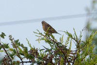European Greenfinch (Carduelis chloris)