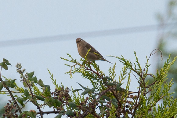 European Greenfinch (Carduelis chloris)