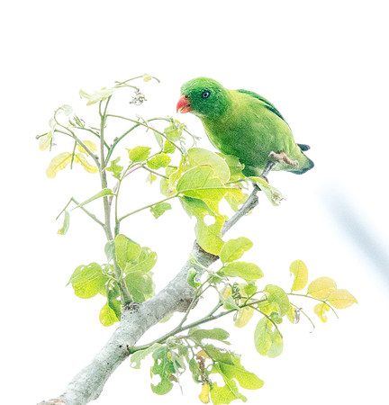 Yellow-throated hanging parrot (Loriculus pusillus)