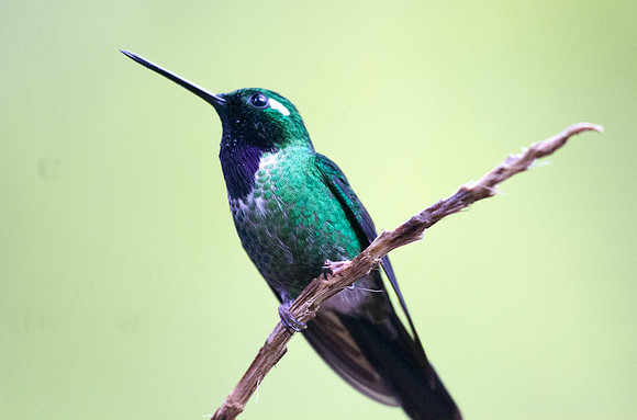 Purple-bibbed Whitetip (Urosticte benjamini)