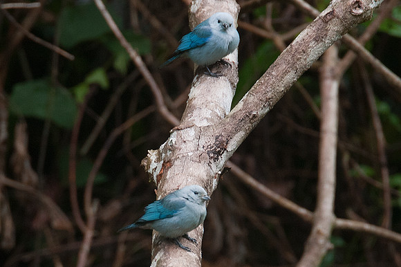 Blue-grey Tanager (Thraupis episcopus)