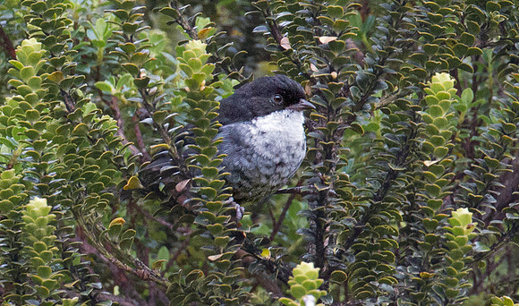 Black-backed Bush-tanager (Urothraupis stolzmanni)