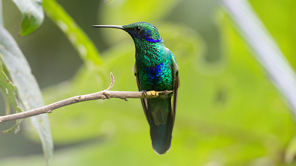 Sparkling Violetear (Colibri coruscans)