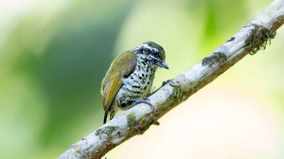 Speckled piculet (Picumnus innominatus)