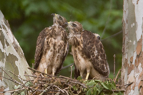 Red-shouldered Hawk (Buteo lineatus) juvenile