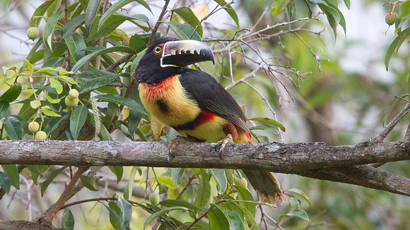 Collared Aracari (Pteroglossus torquatus)