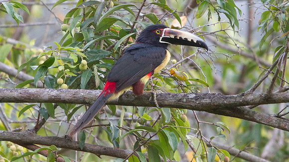 Collared Aracari (Pteroglossus torquatus)