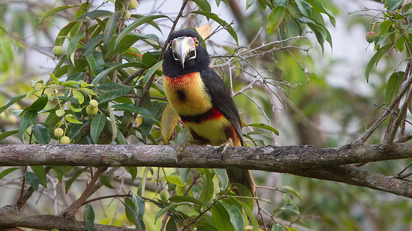 Collared Aracari (Pteroglossus torquatus)