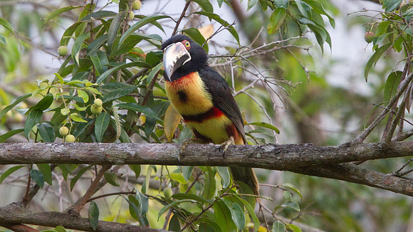 Collared Aracari (Pteroglossus torquatus)