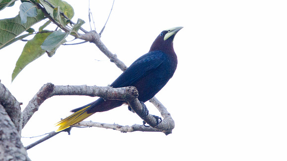 Crested Oropendola (Psarocolius decumanus)