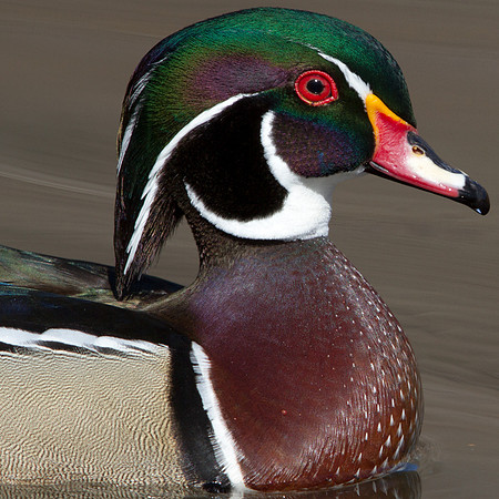 Wood Duck (Aix sponsa); Male