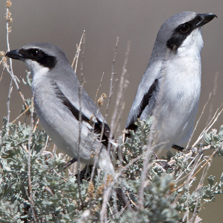 Loggerhead Shrike (Lanius ludovicianus)