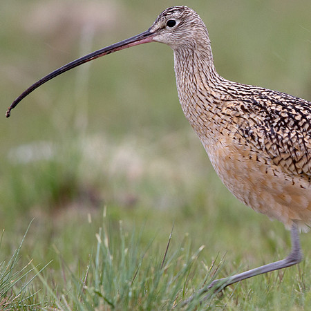 Long-billed Curlew (Numenius americanus)