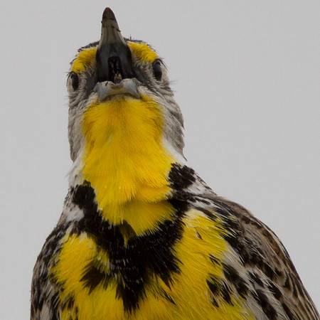 Western Meadowlark (Sturnella neglecta)