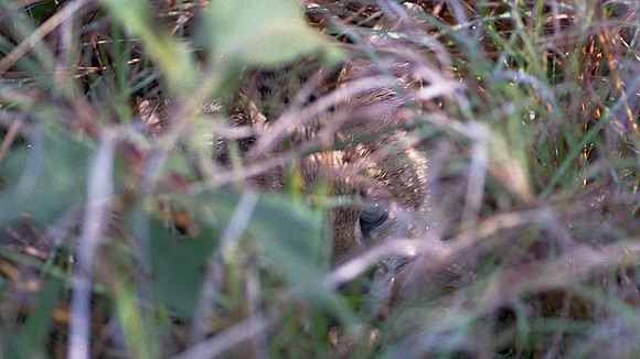 1988 Africa fox img474