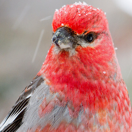Pine Grosbeak (Pinicola enucleator); Male