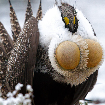 Greater Sage-Grouse (Centrocercus urophasianus)