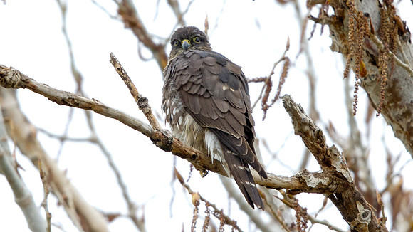 Merlin (Falco columbarius)