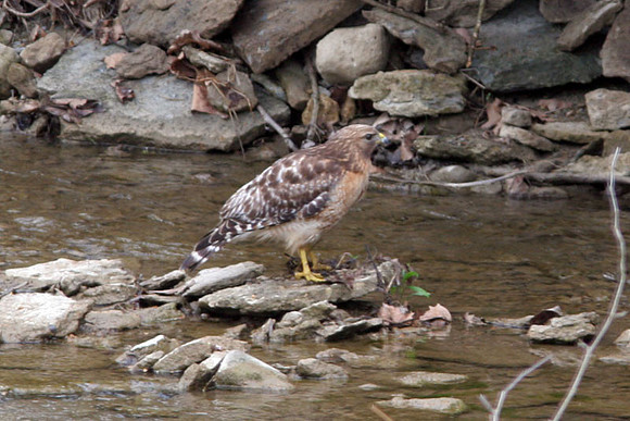 Red-shouldered Hawk (Buteo lineatus)