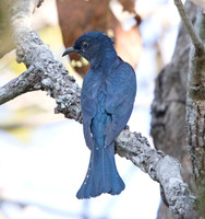 Fork-tailed drongo-cuckoo (Surniculus dicruroides)