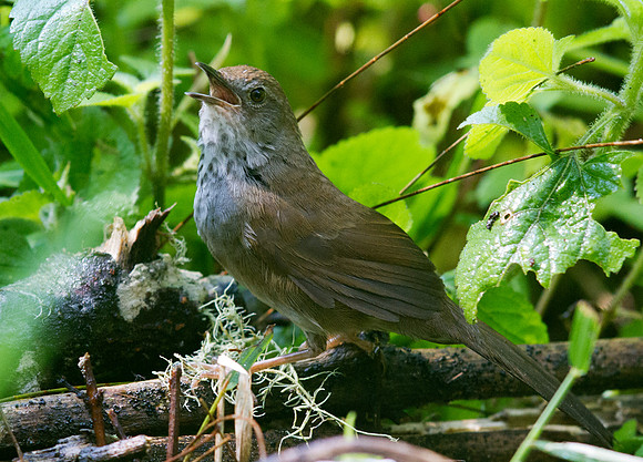 Javan bush warbler (Locustella montis)