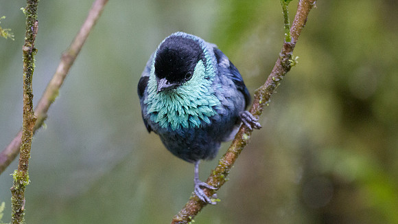 Black-capped Tanager (Tangara heinei)
