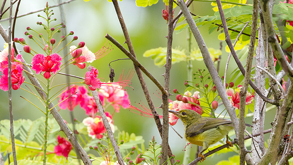 ?Brown-throated Sunbird (Anthreptes malacensis)? female
