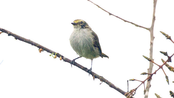 Golden-faced Tyrannulet (Zimmerius chrysops)