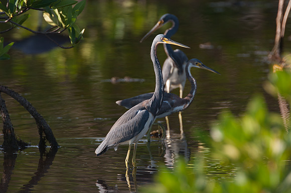 Tricolored Heron (Egretta tricolor)