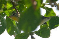 Northern Parula (Parula americana) juvenile
